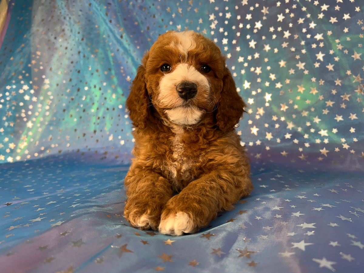 Male Cockapoo Puppy for Sale in Iowa DOB 1-5-2026 $950